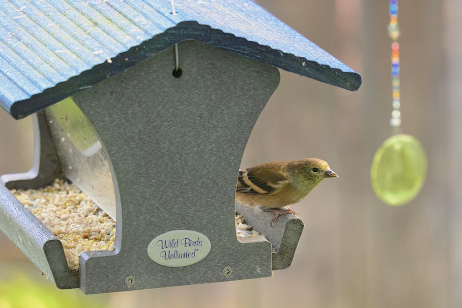 Best AI-Powered Bird Feeder Camera: What to Look For